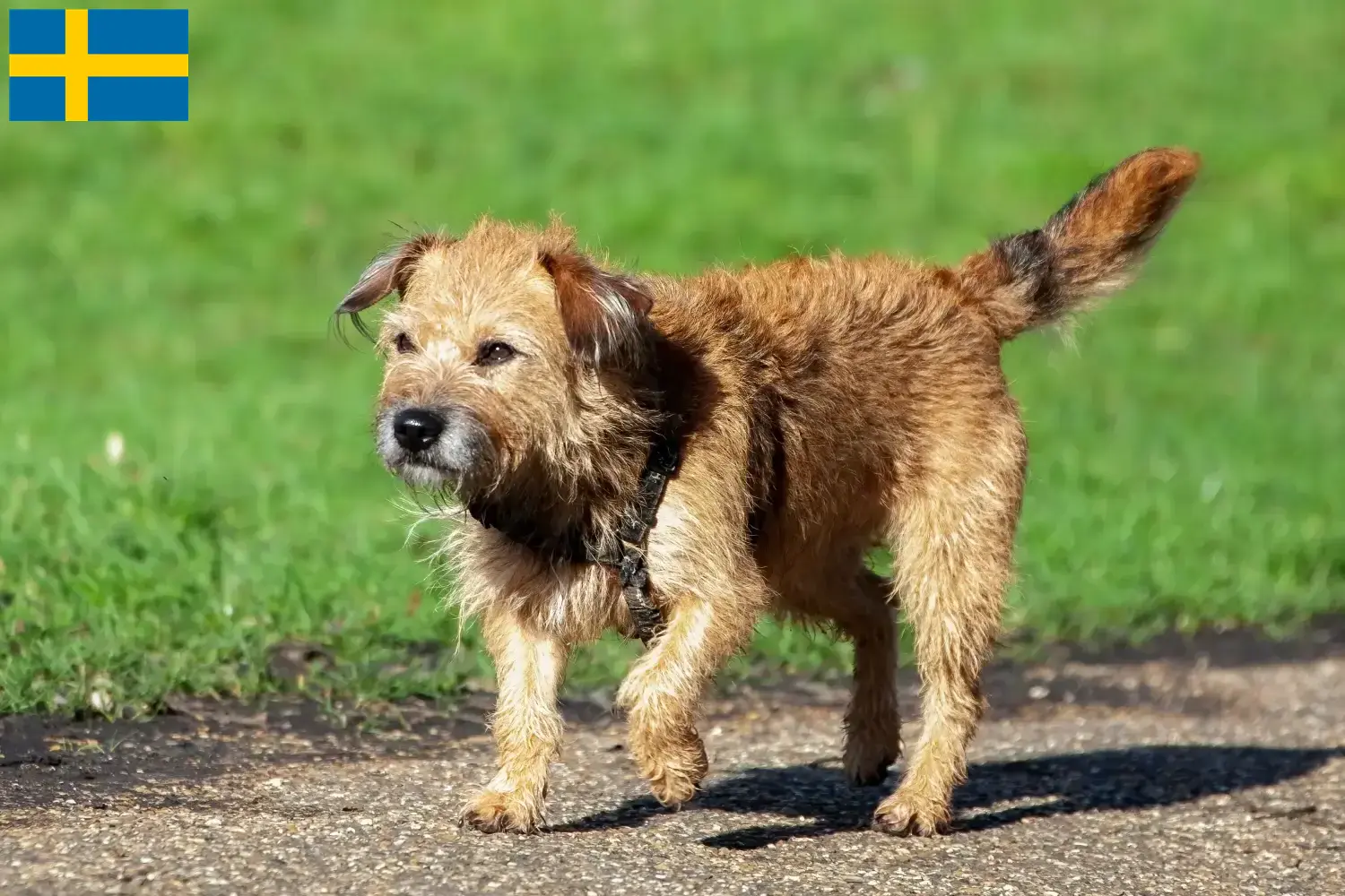Border Terrier căței și crescători Suedia Găsiți crescători de Border Terrier în Suedia aici.