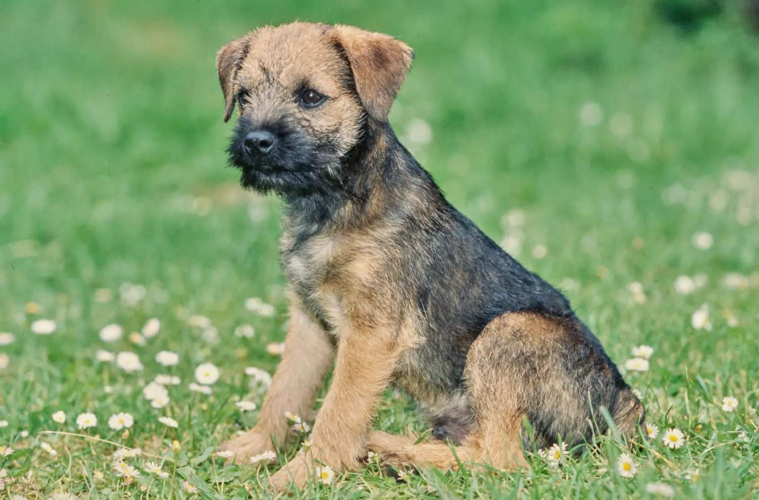 Cumpărarea unui cățel Border Terrier înseamnă asumarea responsabilității! Cumpărați căței Border Terrier.