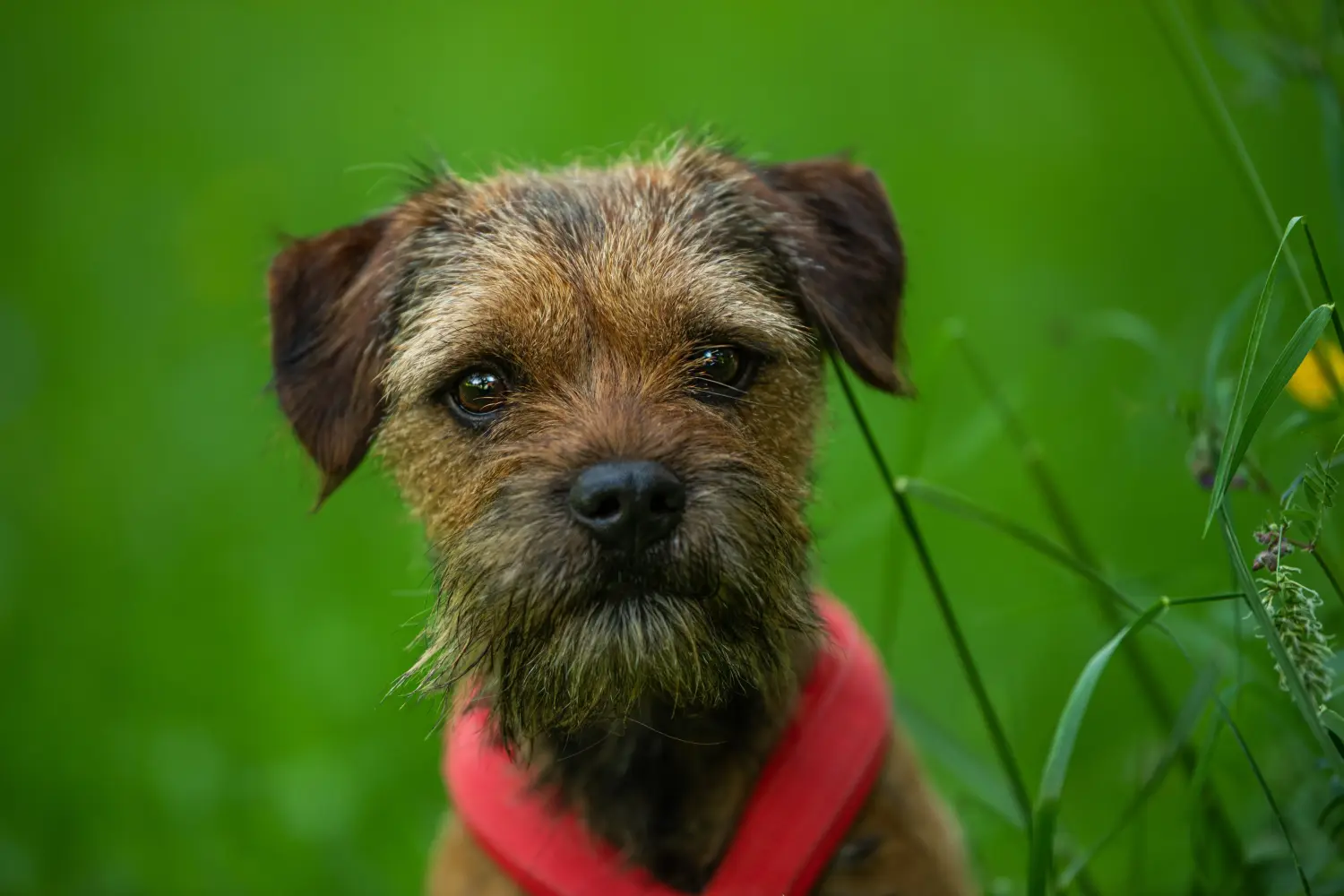Cumpărarea unui cățel Border Terrier înseamnă asumarea responsabilității! Cumpărați căței Border Terrier.