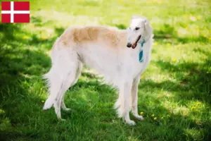 Read more about the article Crescători de Borzoi și căței în Danemarca