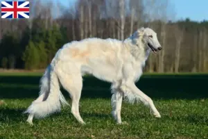 Read more about the article Crescători de Borzoi și căței în Marea Britanie