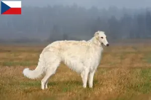 Read more about the article Crescători de Borzoi și căței în Republica Cehă