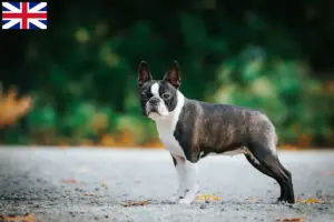 Read more about the article Boston Terrier crescători și căței în Marea Britanie