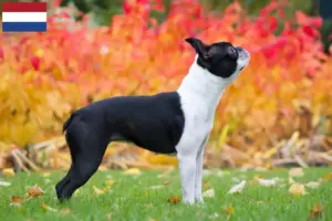 Read more about the article Boston Terrier crescători și căței în Țările de Jos