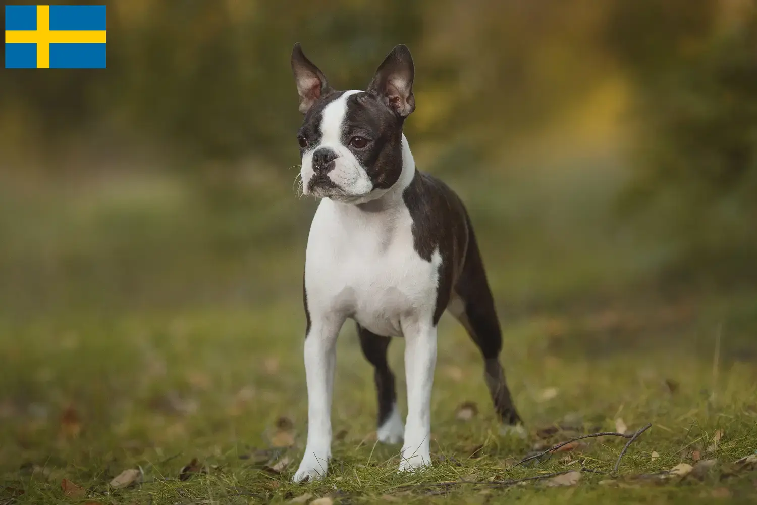 Read more about the article Boston Terrier crescători și căței în Suedia