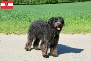 Read more about the article Bouvier des Flandres crescători și căței în Austria
