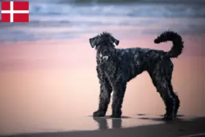 Read more about the article Bouvier des Flandres crescători și căței în Danemarca