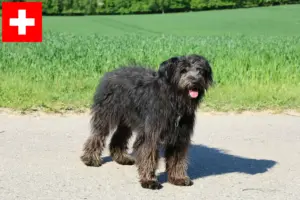 Read more about the article Bouvier des Flandres crescători și căței în Elveția