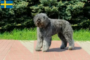 Read more about the article Bouvier des Flandres crescători și căței în Suedia
