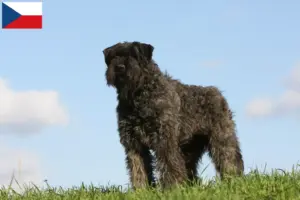 Read more about the article Bouvier des Flandres crescători și căței în Republica Cehă