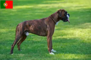 Read more about the article Boxer crescători și căței în Portugalia