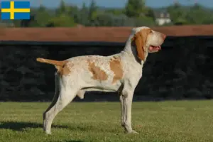 Read more about the article Bracco Italiano crescători și căței în Suedia