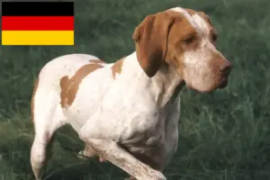 Read more about the article Braque de l’Ariège crescători și căței în Germania