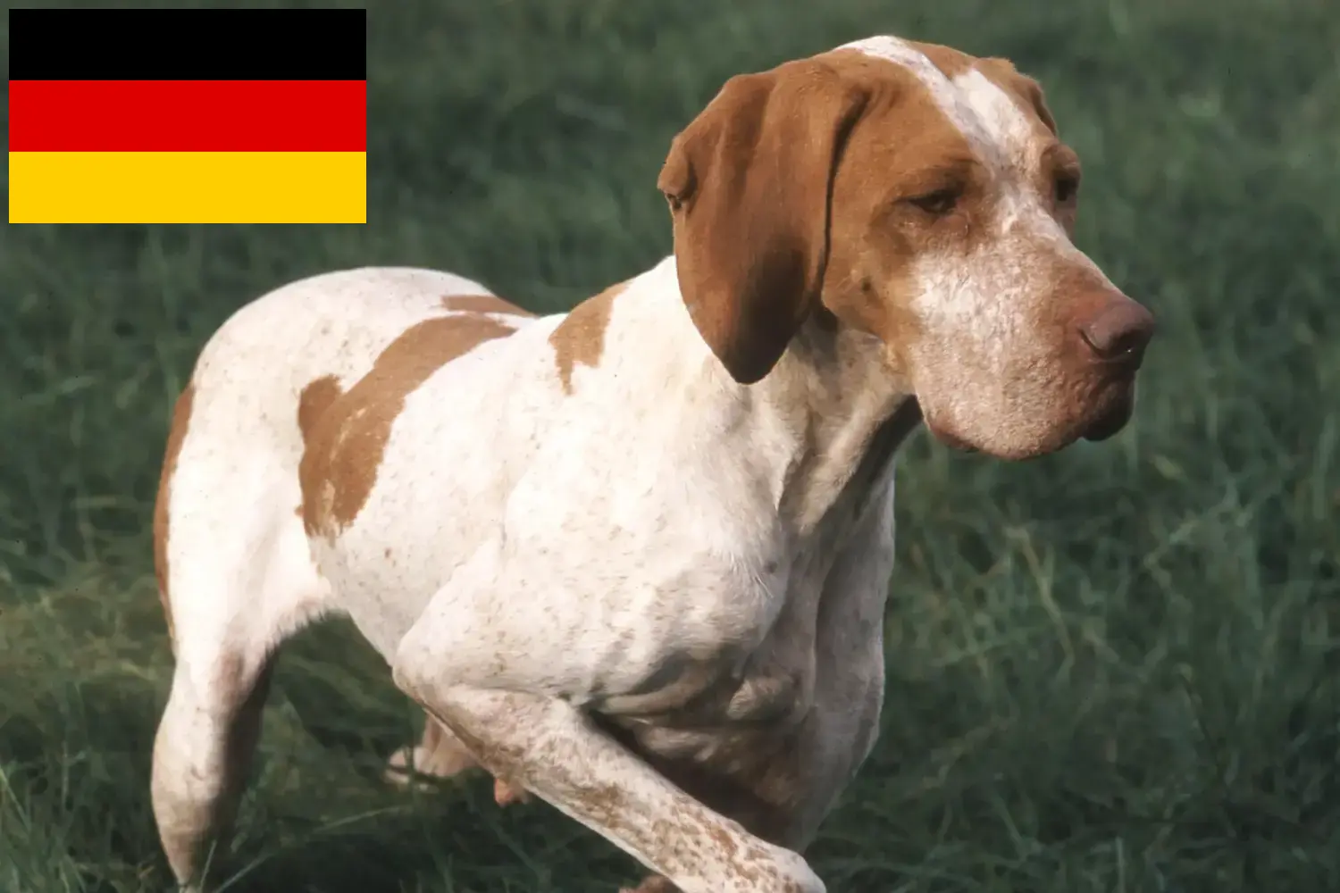 Read more about the article Braque de l’Ariège crescători și căței în Germania