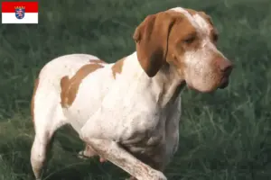 Read more about the article Braque de l’Ariège crescători și căței în Hessen