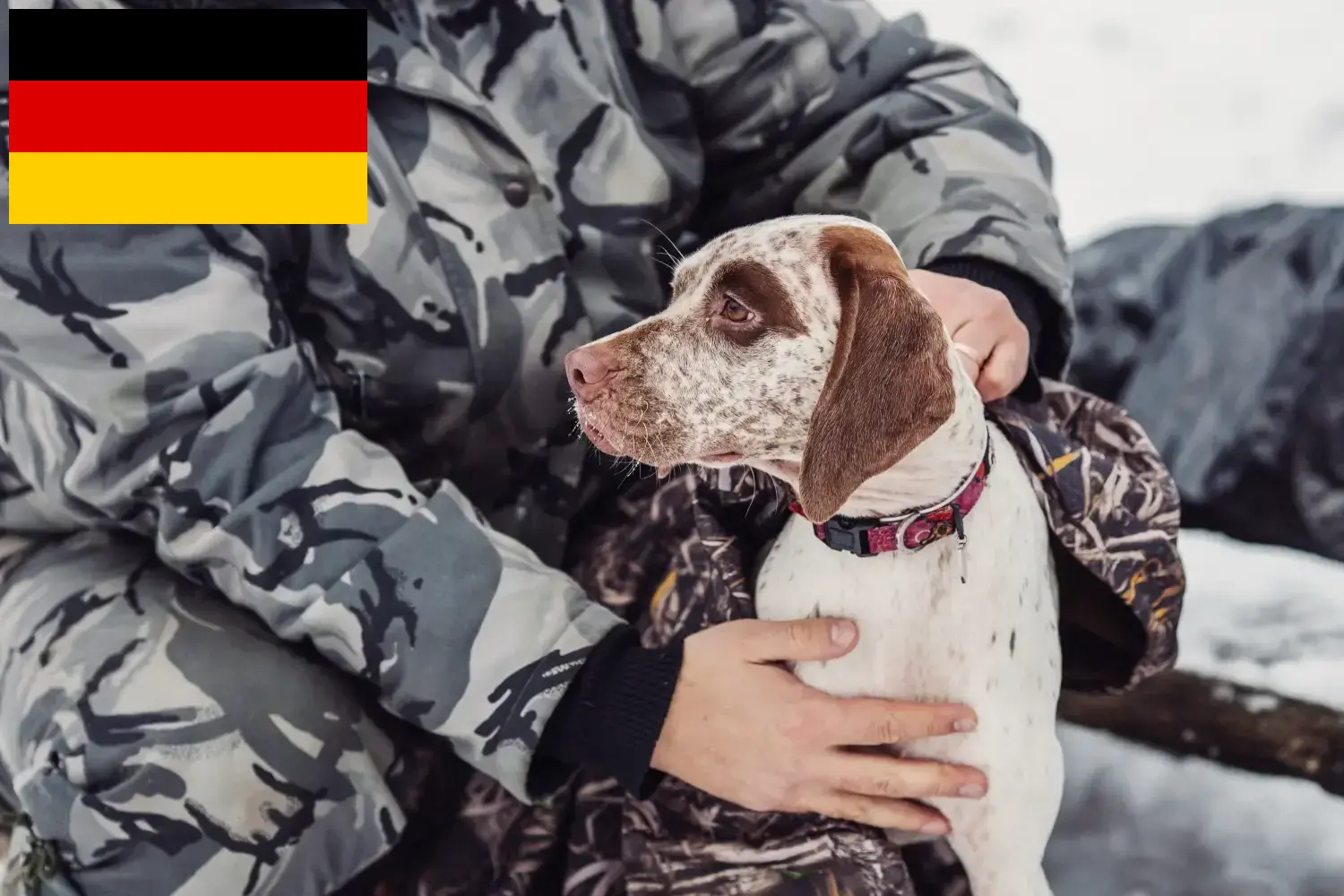 Read more about the article Braque du Bourbonnais crescători și căței în Germania
