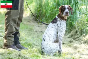 Read more about the article Braque français tip Gascogne crescători și căței în Renania de Nord-Westfalia