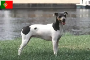 Read more about the article Crescător de Terrier brazilian și căței în Portugalia
