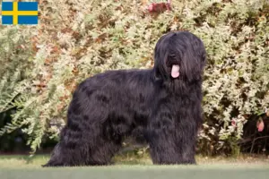 Read more about the article Briard crescători și căței în Suedia