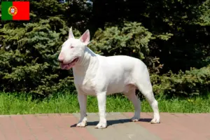 Read more about the article Bull Terrier crescători și căței în Portugalia