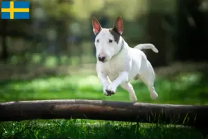 Read more about the article Bull Terrier crescători și căței în Suedia