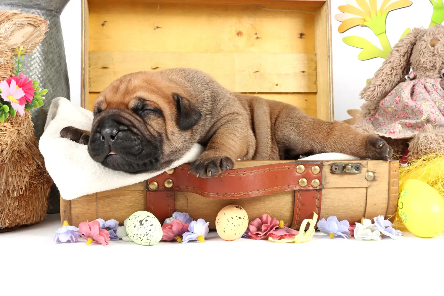 Cumpărarea unui cățel Bullmastiff înseamnă asumarea responsabilității! Cumpărați cățeluși Bullmastiff.