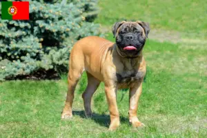 Read more about the article Bullmastiff crescători și căței în Portugalia