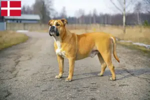 Read more about the article Crescători și căței Ca de Bou în Danemarca