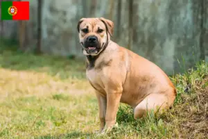Read more about the article Ca de Bou crescători și căței în Portugalia