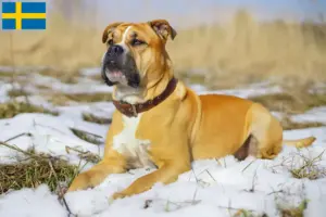 Read more about the article Crescători și căței Ca de Bou în Suedia