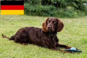 Read more about the article Crescători de câini de pază germani și căței în Germania