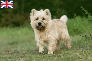 Read more about the article Crescători de Cairn Terrier și căței în Marea Britanie