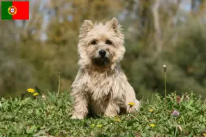 Read more about the article Crescători de Cairn Terrier și căței în Portugalia
