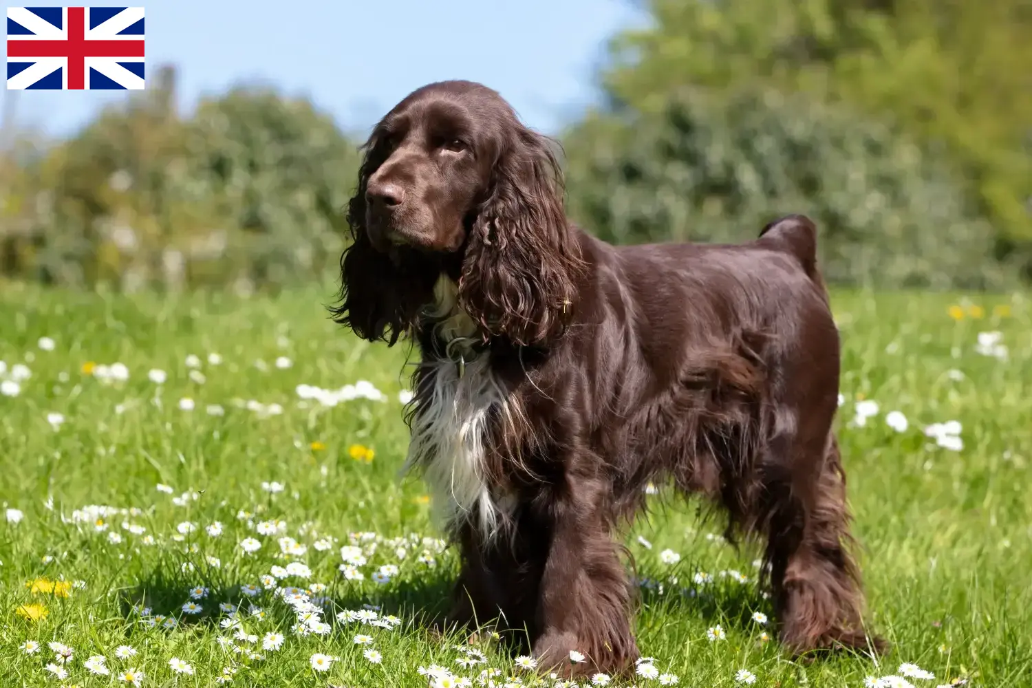 Read more about the article Crescători și căței Field Spaniel în Marea Britanie