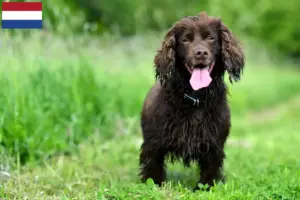 Read more about the article Crescători și căței Field Spaniel în Țările de Jos
