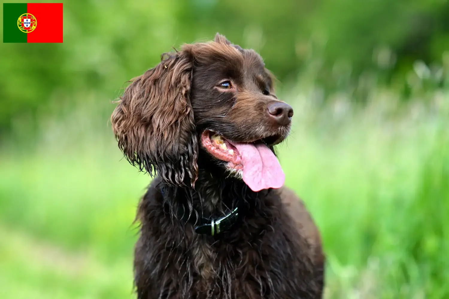 Read more about the article Crescători și căței Field Spaniel în Portugalia