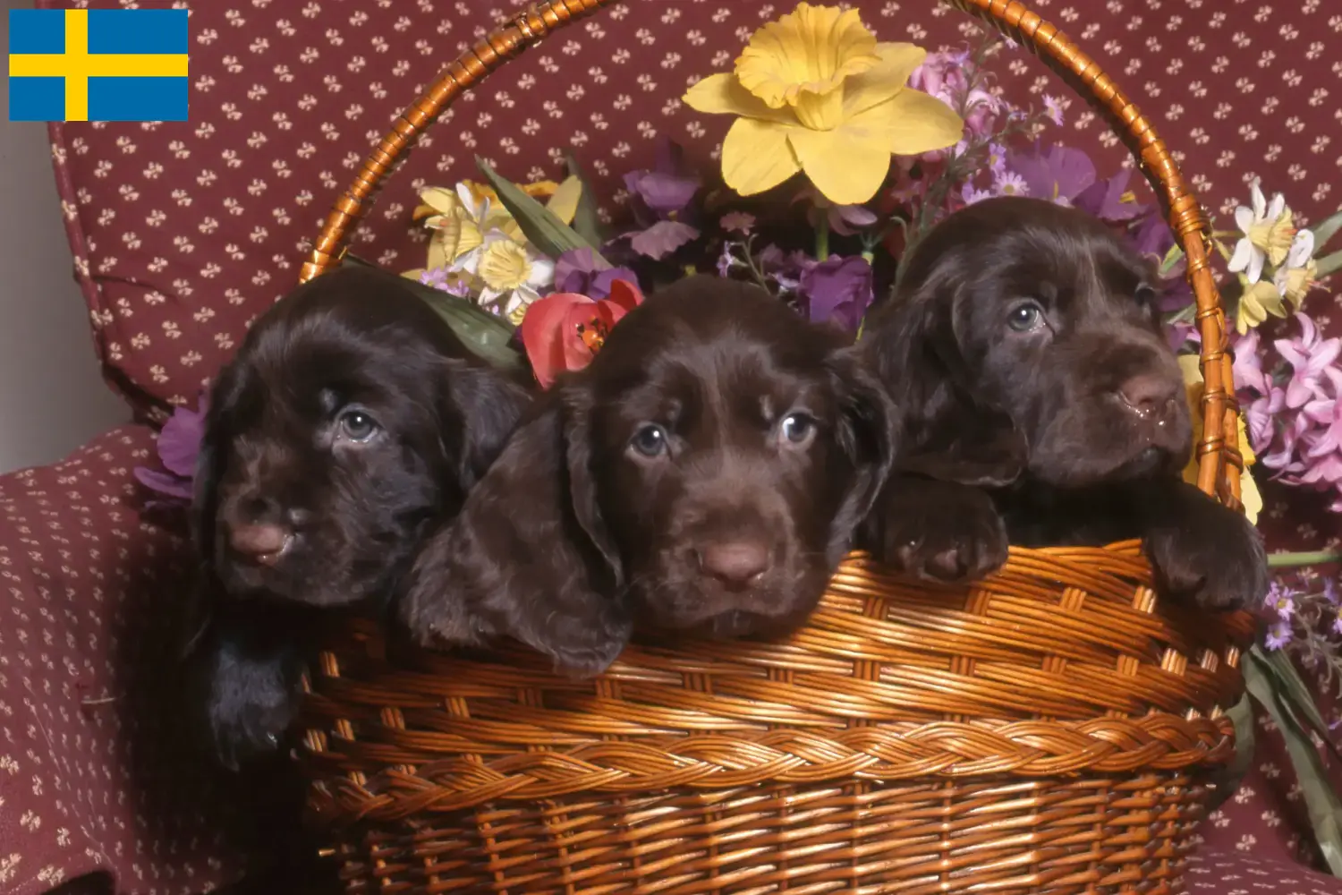 Câini Spaniel de câmp și crescători Suedia Găsiți aici crescători de Field Spaniels în Suedia.