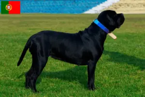 Read more about the article Cane Corso Italiano crescători și căței în Portugalia