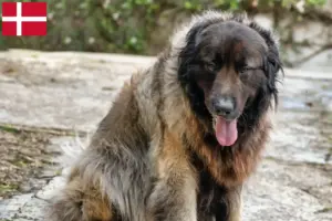 Read more about the article Cão Da Serra Da Estrela crescători și căței în Danemarca