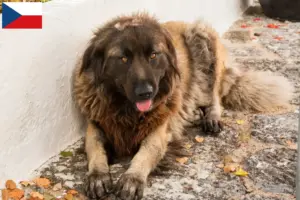 Read more about the article Cão Da Serra Da Estrela crescători și căței în Republica Cehă