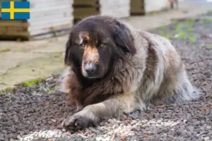 Read more about the article Cão Da Serra Da Estrela crescători și căței în Suedia