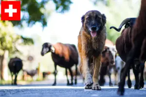 Read more about the article Cão Da Serra Da Estrela crescători și căței în Elveția