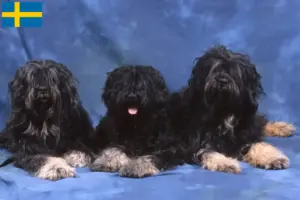 Read more about the article Cão da Serra de Aires crescători și căței în Suedia