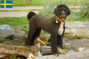 Read more about the article Cão de Agua português crescători și căței în Suedia