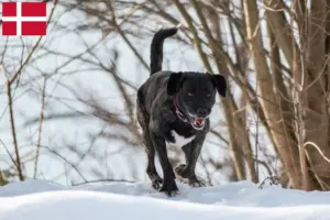 Read more about the article Cão Fila de São Miguel crescători și căței în Danemarca