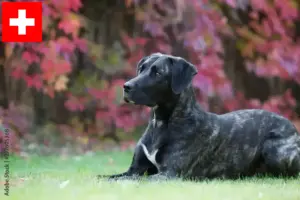 Read more about the article Cão Fila de São Miguel crescători și căței în Elveția