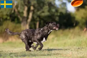 Read more about the article Cão Fila de São Miguel crescători și căței în Suedia