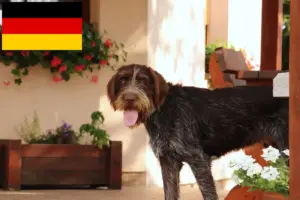 Read more about the article Český fousek crescători și căței în Germania