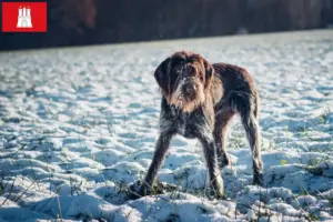 Read more about the article Crescători de Český fousek și căței în Hamburg