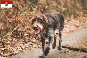 Read more about the article Crescători de Český fousek și căței în Hessen